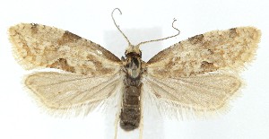  ( - MDH039923)  @11 [ ] CreativeCommons  Attribution (by) (2025) Daniel Handfield Unspecified