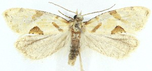  ( - MDH040002)  @11 [ ] CreativeCommons  Attribution (by) (2025) Daniel Handfield Unspecified