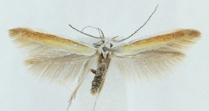  ( - MDH040022)  @11 [ ] CreativeCommons  Attribution (by) (2025) Daniel Handfield Unspecified