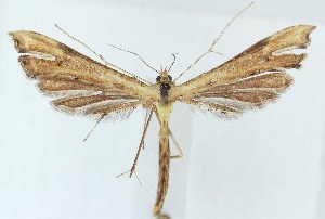  ( - MDH040055)  @11 [ ] CreativeCommons  Attribution (by) (2025) Daniel Handfield Unspecified