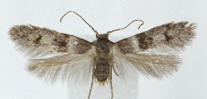  ( - MDH040201)  @11 [ ] CreativeCommons  Attribution (by) (2025) Daniel Handfield Unspecified