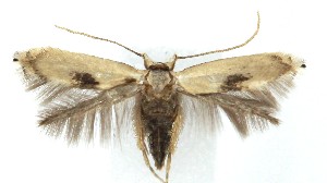  ( - MDH040214)  @11 [ ] CreativeCommons  Attribution (by) (2025) Daniel Handfield Unspecified