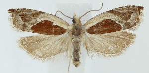  (Ancylis rhodorana - MDH040244)  @11 [ ] CreativeCommons  Attribution (by) (2025) Daniel Handfield Unspecified