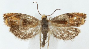  ( - MDH040248)  @11 [ ] CreativeCommons  Attribution (by) (2025) Daniel Handfield Unspecified