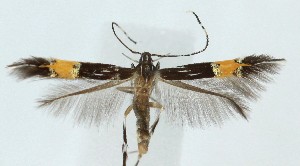  (Cosmopterix teligera - MDH040264)  @11 [ ] CreativeCommons  Attribution (by) (2025) Daniel Handfield Unspecified