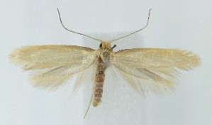  ( - MDH040342)  @11 [ ] CreativeCommons  Attribution (by) (2025) Daniel Handfield Unspecified