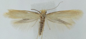  ( - MDH040343)  @11 [ ] CreativeCommons  Attribution (by) (2025) Daniel Handfield Unspecified