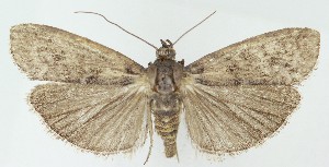  ( - MDH040359)  @11 [ ] CreativeCommons  Attribution (by) (2025) Daniel Handfield Unspecified