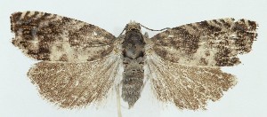  ( - MDH040515)  @11 [ ] CreativeCommons  Attribution (by) (2025) Daniel Handfield Unspecified