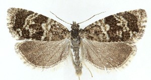  (Phiaris nordeggana - MDH040539)  @11 [ ] CreativeCommons  Attribution (by) (2025) Daniel Handfield Unspecified