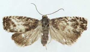  ( - MDH040575)  @11 [ ] CreativeCommons  Attribution (by) (2025) Daniel Handfield Unspecified