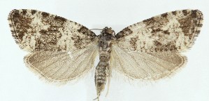  ( - MDH040578)  @11 [ ] CreativeCommons  Attribution (by) (2025) Daniel Handfield Unspecified