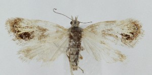  ( - MDH040681)  @11 [ ] CreativeCommons  Attribution (by) (2025) Daniel Handfield Unspecified