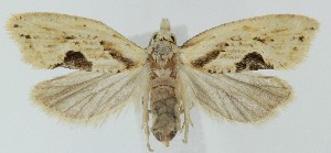  ( - MDH040700)  @11 [ ] CreativeCommons  Attribution (by) (2025) Daniel Handfield Unspecified