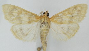  ( - MDH040722)  @11 [ ] CreativeCommons  Attribution (by) (2025) Daniel Handfield Unspecified