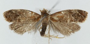  ( - MDH040765)  @11 [ ] CreativeCommons  Attribution (by) (2025) Daniel Handfield Unspecified