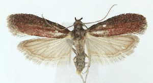  ( - MDH040796)  @11 [ ] CreativeCommons  Attribution (by) (2025) Daniel Handfield Unspecified