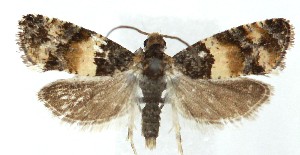  ( - MDH040806)  @11 [ ] CreativeCommons  Attribution (by) (2025) Daniel Handfield Unspecified