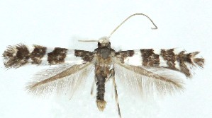  ( - MDH040820)  @11 [ ] CreativeCommons  Attribution (by) (2025) Daniel Handfield Unspecified