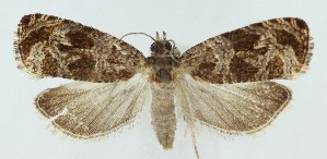  (Olethreutes trepidulum - MDH040873)  @11 [ ] CreativeCommons  Attribution (by) (2025) Daniel Handfield Unspecified