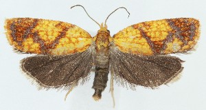  ( - MDH040911)  @11 [ ] CreativeCommons  Attribution (by) (2025) Daniel Handfield Unspecified