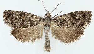  ( - MDH040914)  @11 [ ] CreativeCommons  Attribution (by) (2025) Daniel Handfield Unspecified