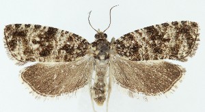  ( - MDH040915)  @11 [ ] CreativeCommons  Attribution (by) (2025) Daniel Handfield Unspecified