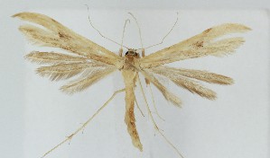  ( - MDH040991)  @11 [ ] CreativeCommons  Attribution (by) (2025) Daniel Handfield Unspecified