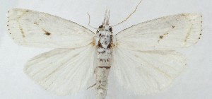  ( - MDH040997)  @11 [ ] Unspecified (default): All Rights Reserved (2025) Daniel Handfield CreativeCommons  Attribution (by)