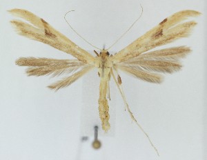  ( - MDH041005)  @11 [ ] CreativeCommons  Attribution (by) (2025) Daniel Handfield Unspecified