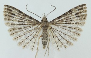  ( - MDH041013)  @11 [ ] CreativeCommons  Attribution (by) (2025) Daniel Handfield Unspecified