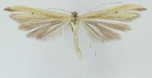  (Hellinsia angustus - MDH041031)  @11 [ ] CreativeCommons  Attribution (by) (2025) Daniel Handfield Unspecified