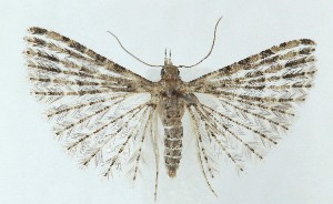  ( - MDH041144)  @11 [ ] CreativeCommons  Attribution (by) (2025) Daniel Handfield Unspecified