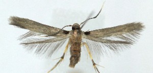  ( - MDH041309)  @11 [ ] Unspecified (default): All Rights Reserved (2025) Daniel Handfield CreativeCommons  Attribution (by)