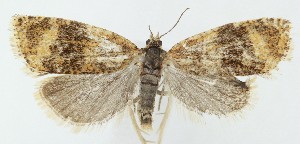  ( - MDH041409)  @11 [ ] CreativeCommons  Attribution (by) (2025) Daniel Handfield Unspecified