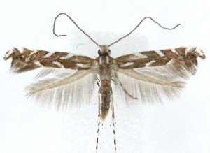  ( - MDH041551)  @11 [ ] CreativeCommons  Attribution (by) (2025) Daniel Handfield Unspecified