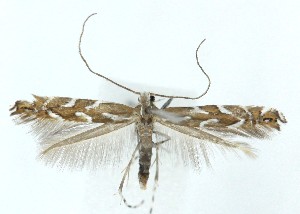  ( - MDH041552)  @11 [ ] CreativeCommons  Attribution (by) (2025) Daniel Handfield Unspecified