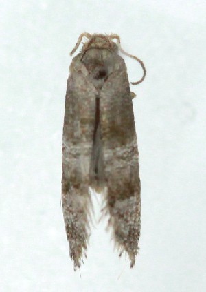  ( - MDH041588)  @11 [ ] CreativeCommons  Attribution (by) (2025) Daniel Handfield Unspecified