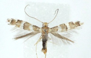  ( - MDH041641)  @11 [ ] CreativeCommons  Attribution (by) (2025) Daniel Handfield Unspecified