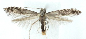  ( - MDH041711)  @11 [ ] CreativeCommons  Attribution (by) (2025) Daniel Handfield Unspecified