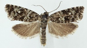  ( - MDH041887)  @11 [ ] Unspecified (default): All Rights Reserved (2025) Daniel Handfield CreativeCommons  Attribution (by)