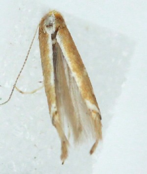  ( - MDH042189)  @11 [ ] Unspecified (default): All Rights Reserved (2025) Daniel Handfield CreativeCommons  Attribution (by)