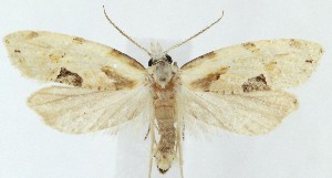  ( - MDH042216)  @11 [ ] Unspecified (default): All Rights Reserved (2025) Daniel Handfield CreativeCommons  Attribution (by)