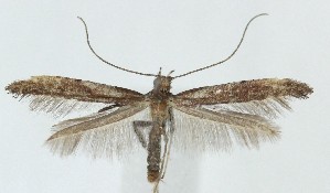  ( - MDH042251)  @11 [ ] Unspecified (default): All Rights Reserved (2025) Daniel Handfield CreativeCommons  Attribution (by)