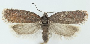  ( - SB2304582)  @11 [ ] CreativeCommons  Attribution (by) (2025) Daniel Handfield Unspecified