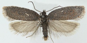  ( - SB2304603)  @11 [ ] CreativeCommons  Attribution (by) (2025) Daniel Handfield Unspecified