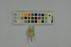 ( - 050914-9-B1)  @11 [ ] CreativeCommons - Attribution Non-Commercial Share-Alike (2017) Unspecified Norwegian Veterinary Institute