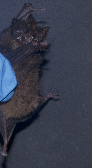  (Peropteryx leucoptera - FPI0000350)  @11 [ ] Copyright  Field Projects International Field Projects International