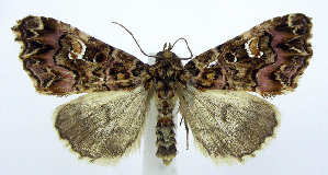  (Callopistria mollissima - jflandry0714)  @15 [ ] Copyright (2007) Jean-Francois Landry Canadian National Collection