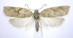  (Acleris semiannula - jflandry0260)  @15 [ ] Copyright (2007) Jean-Francois Landry Canadian National Collection